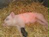 armes schwein